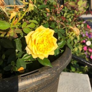 Meet your Posher, Monica